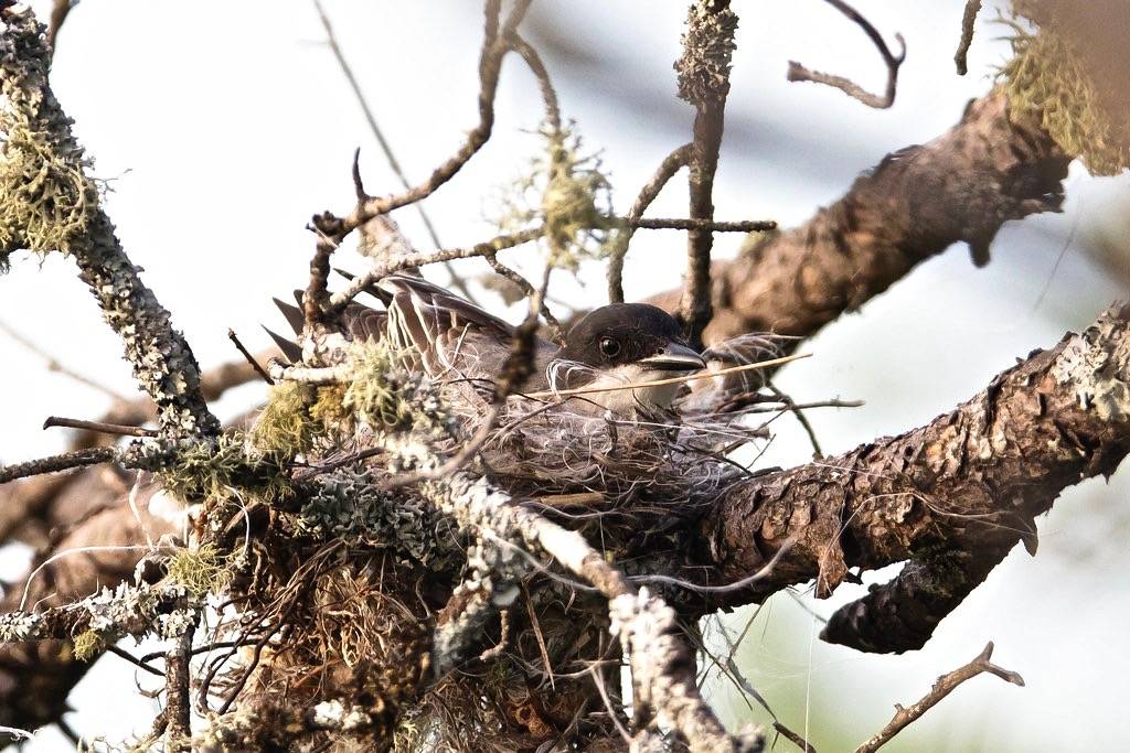 Eastern Kingbird (Tyrannus tyrannus) On Nest by Bugbait of Seney is licensed under CC BY-NC-ND 2.0
